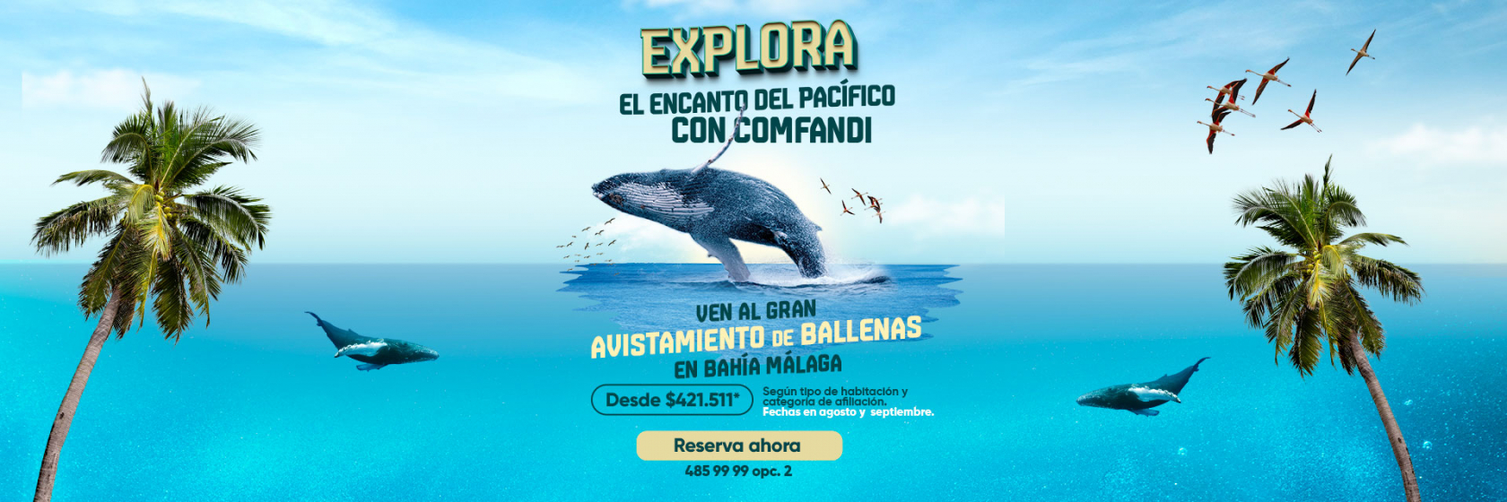 exursion avistamiento de ballenas